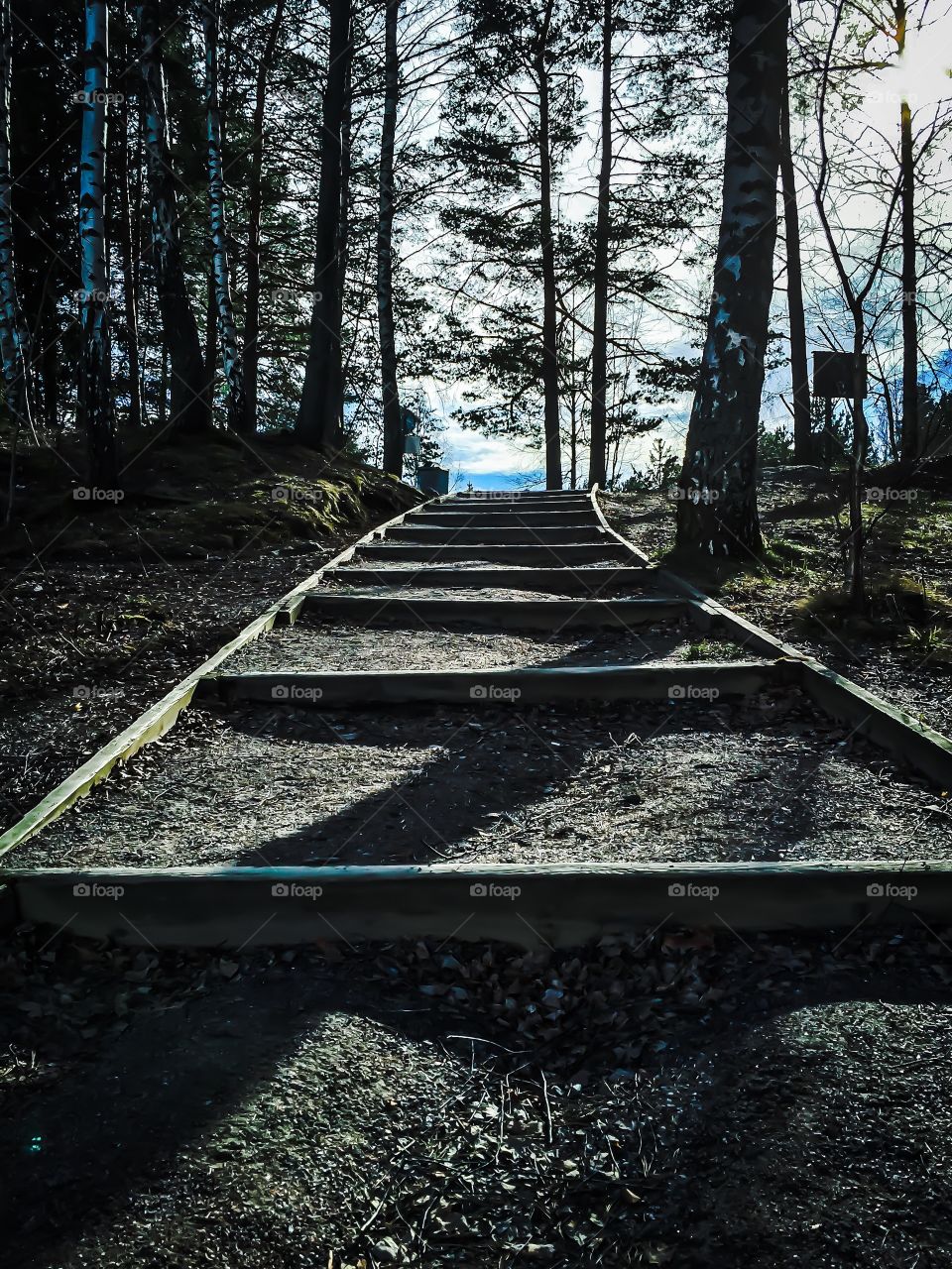 Stairway in the forest . Stairway in the forest 