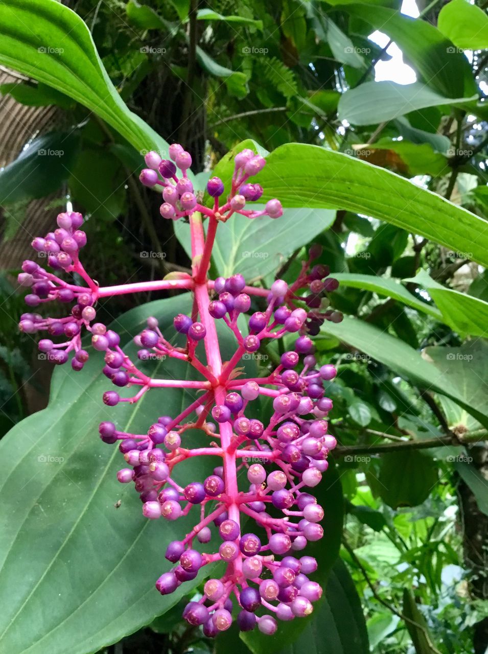 At Hawaii Tropical Botanical Garden