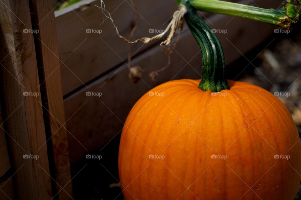 Pumpkin patch