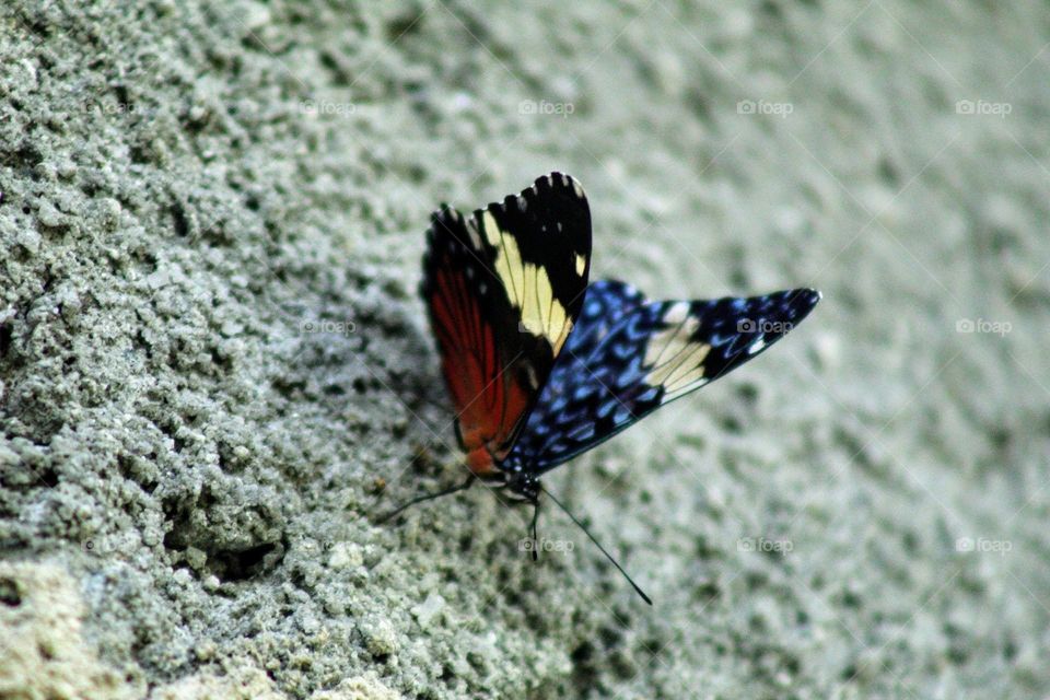 butterfly