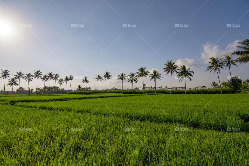 views of green rice fileds and coconut trees