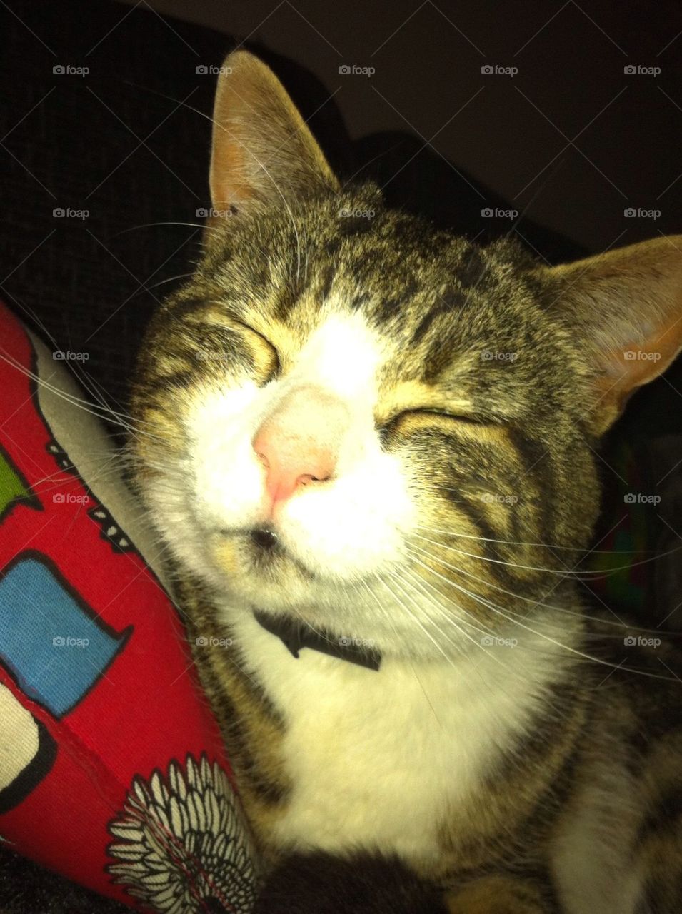 foap com smiling cat