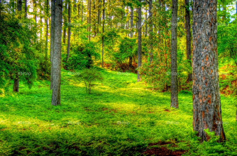 forest fern pines pine trees by lightanddrawing