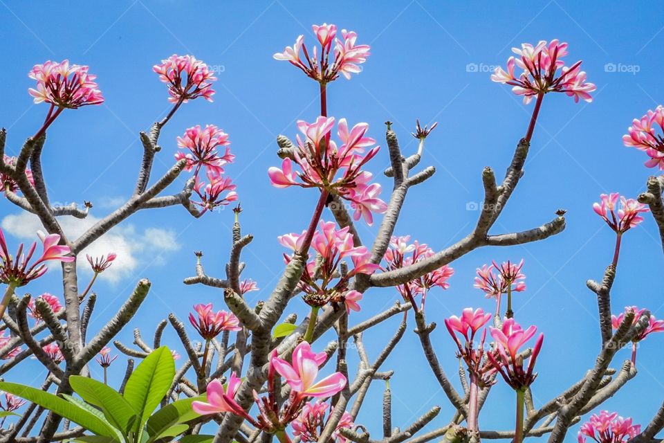 Lovely pink