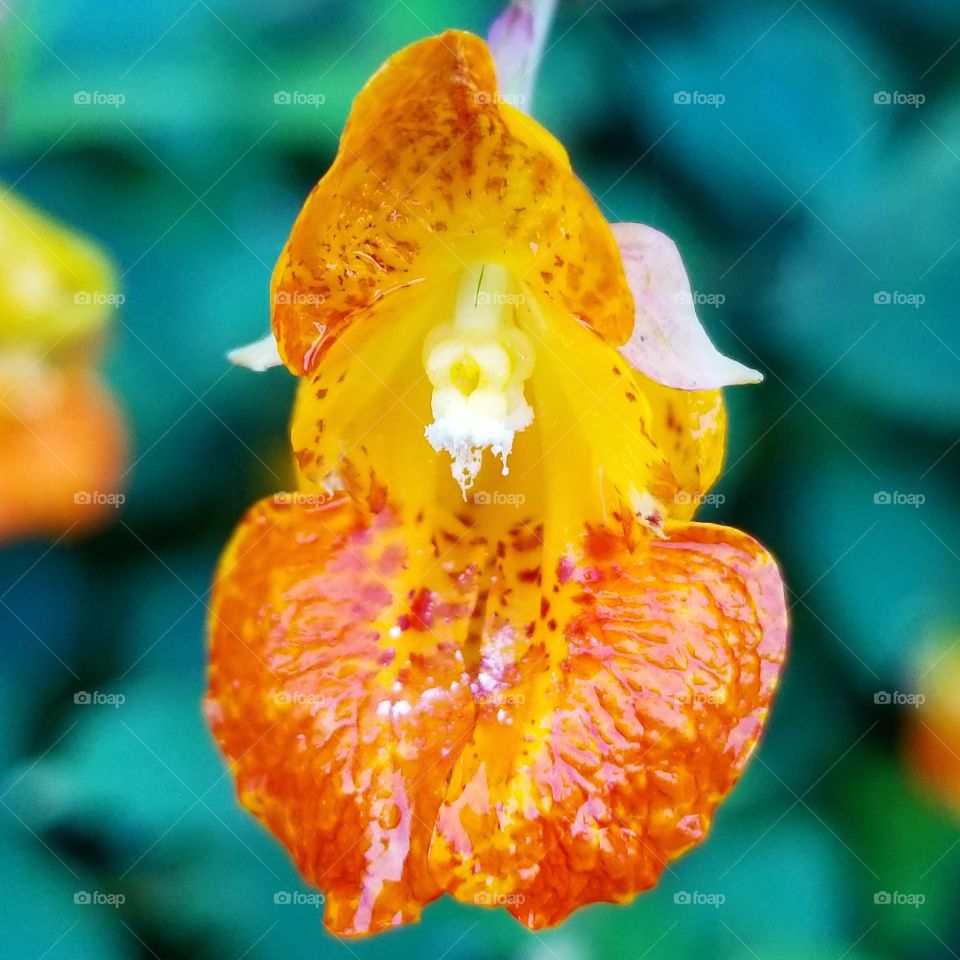 pretty orange wildflower