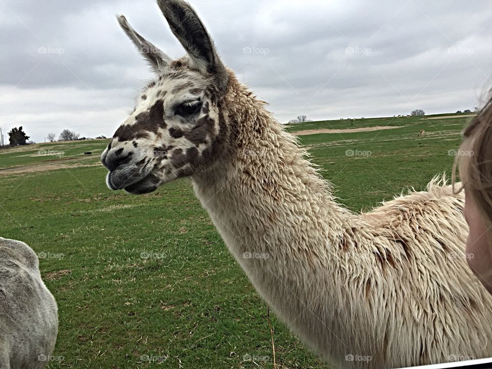 Llama, Llama. Playing with llamas!