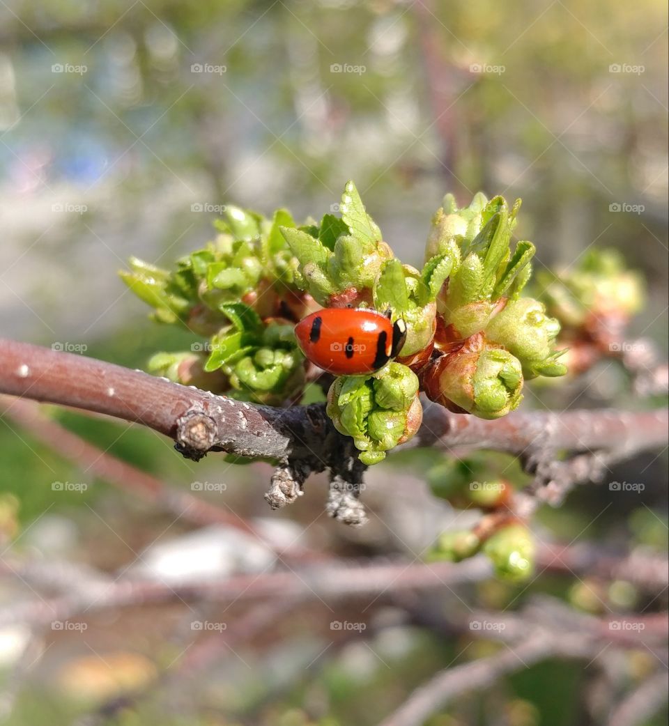 Nature, Beetle, No Person, Ladybug, Insect