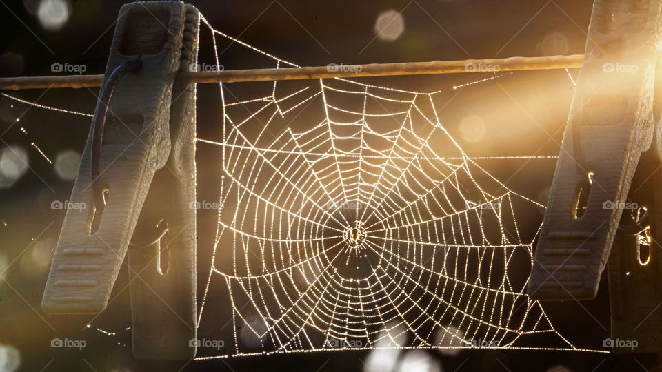 the rays of the sun shine on the spider's web