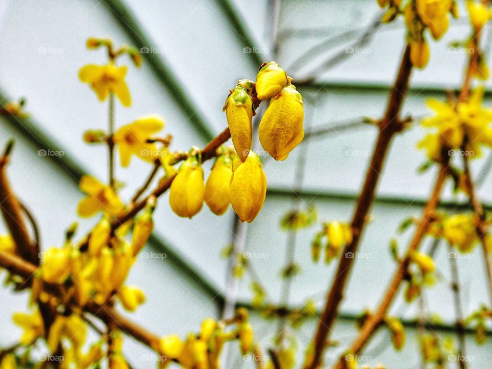 Forsythia 