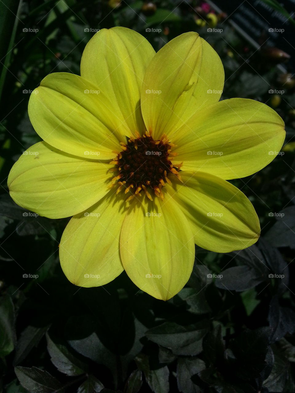 Bright flower.