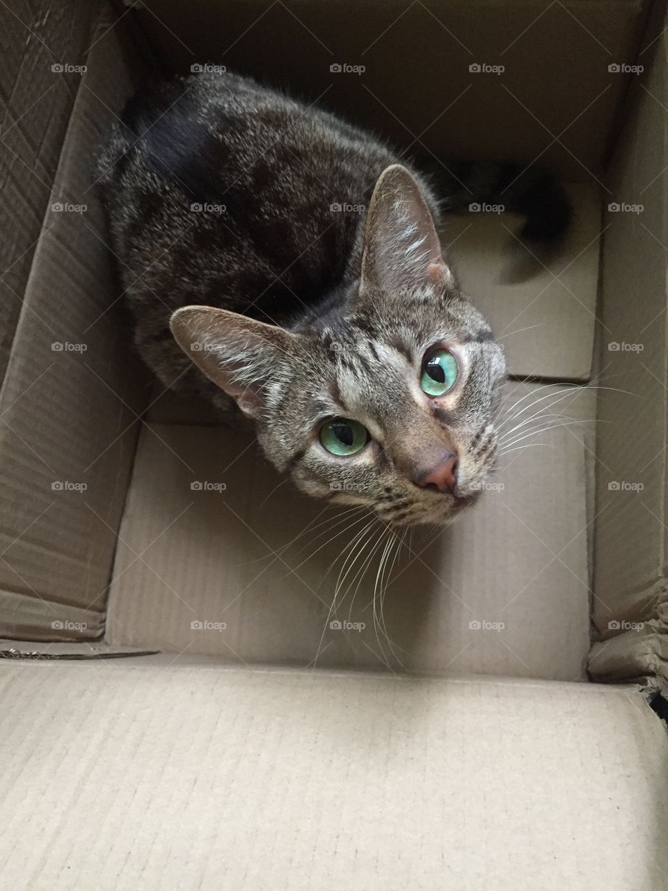 Cat in box