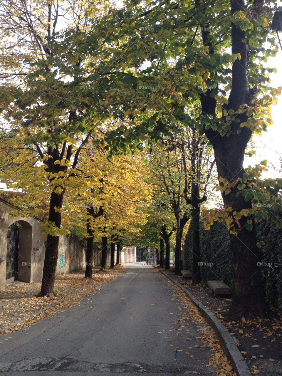 Tree-lined street

