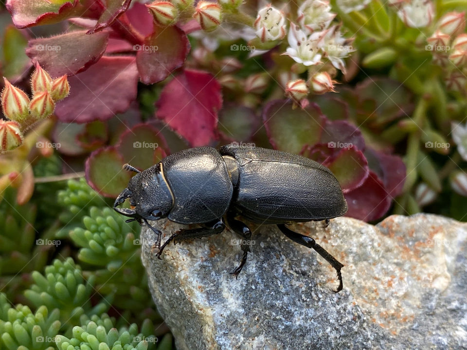 Beetle 