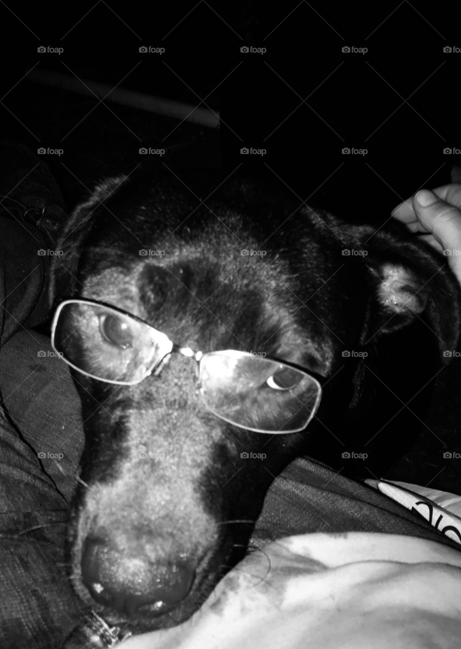 The ‘eyes’ have it according to Barnabas the black Bull Mastiff mix, as he is sporting glasses in the woods of South Georgia. 