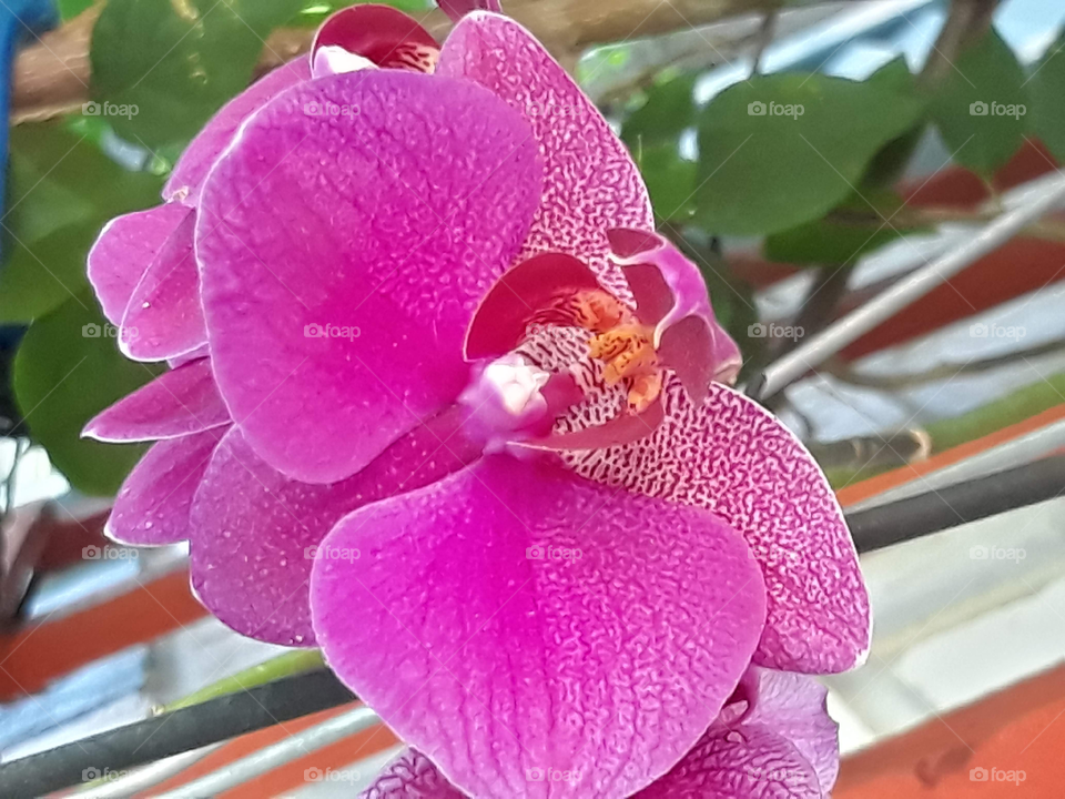 Beautiful Orchid in Macro