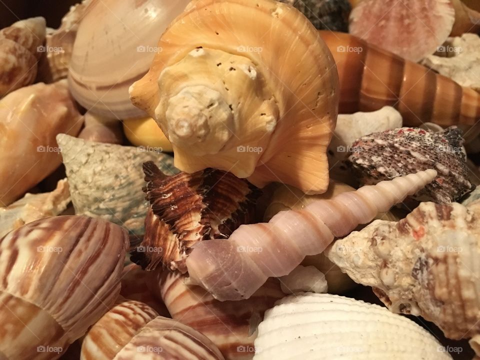 Seashells