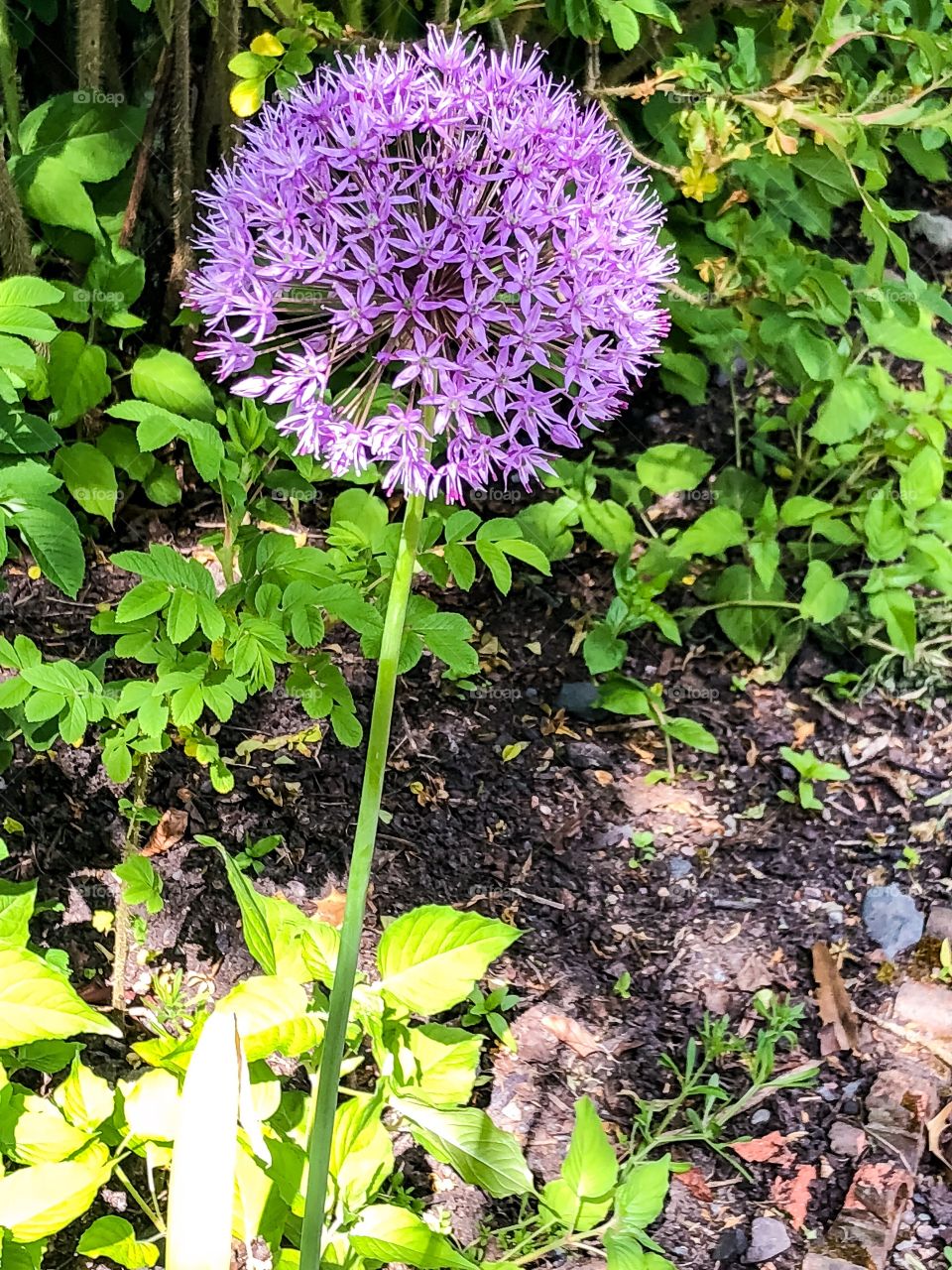 Purple flower 