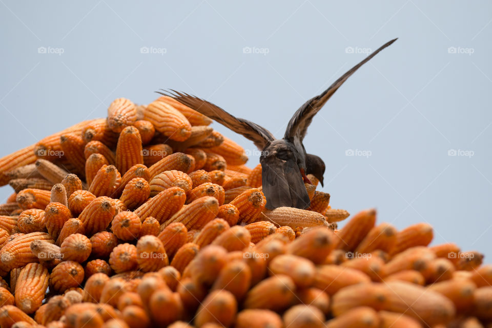 No Person, Food, Dry, Seed, Pile