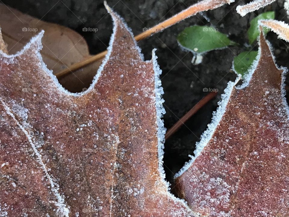 Frost covered leaf