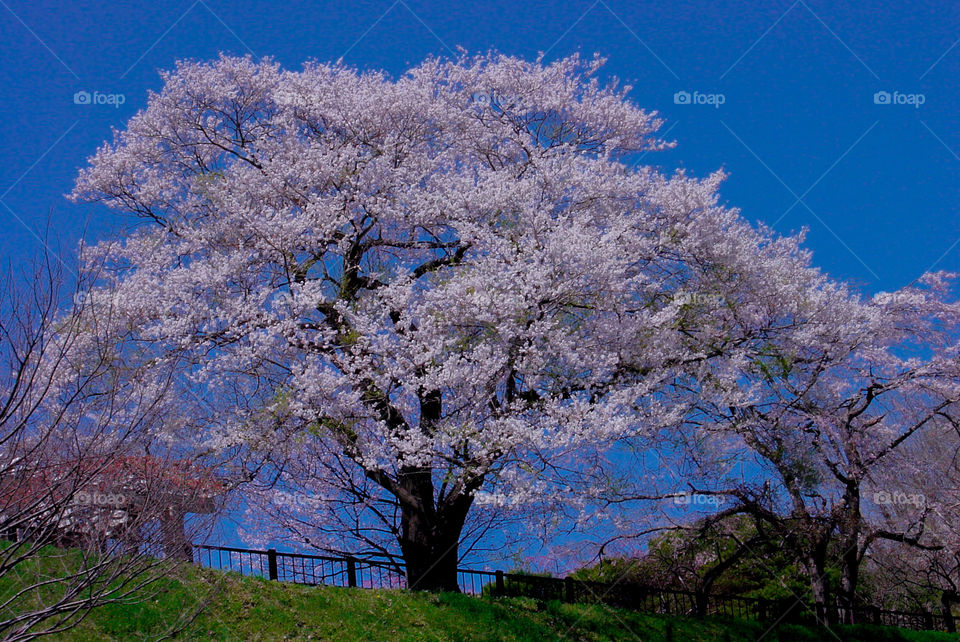Spring in japan 🇯🇵
