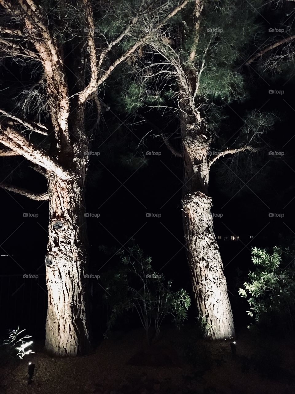 Trees in the night