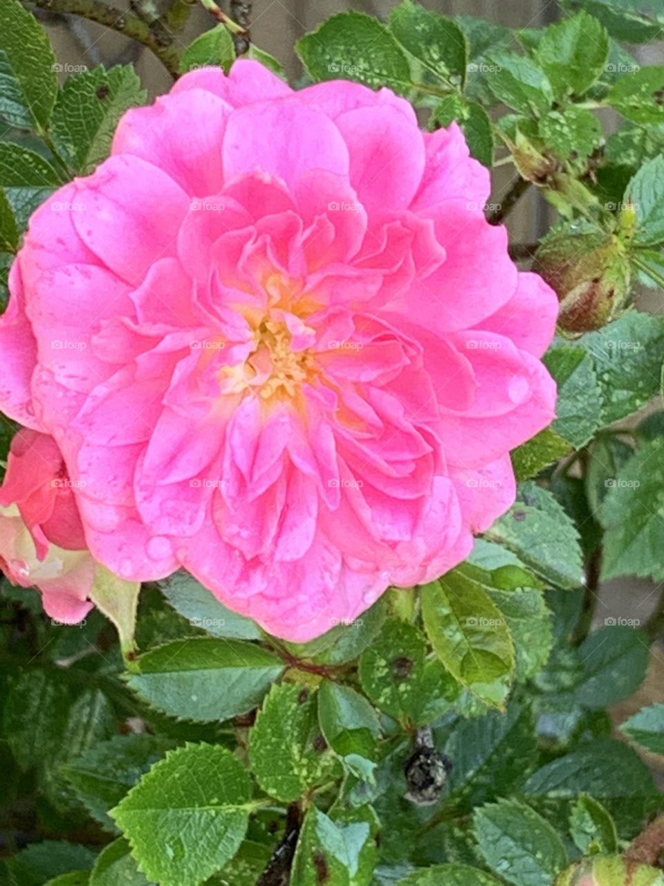 Pink rose