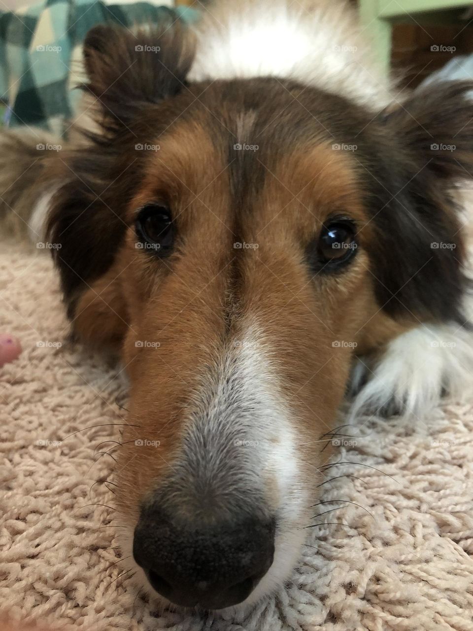 Bob the Sheltie