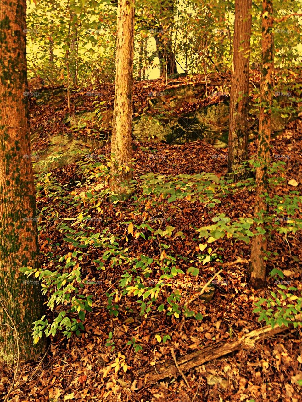 Forest in the fall