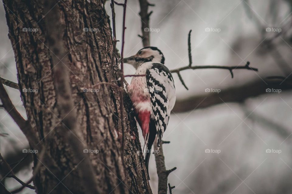 Woodpecker