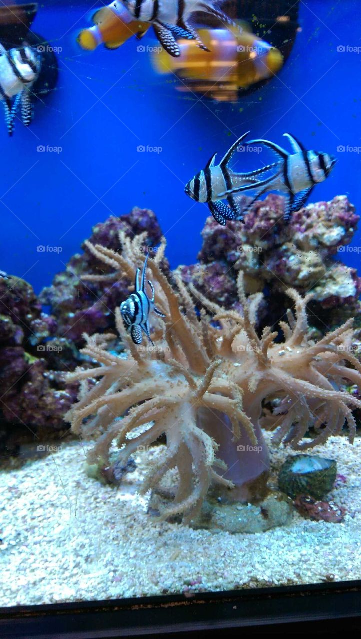 Underwater, Coral, Invertebrate, Fish, Reef