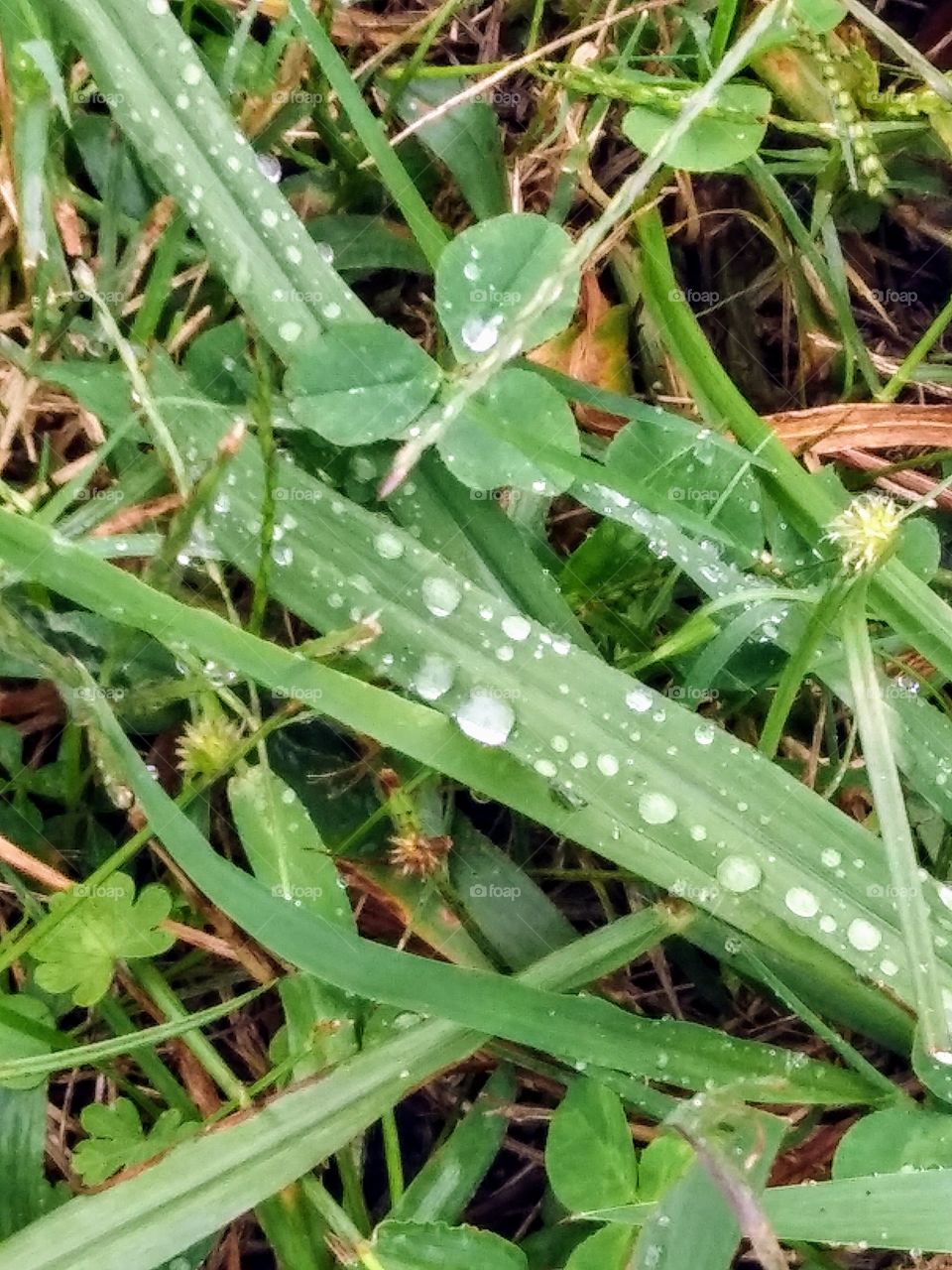 water droplets on grass