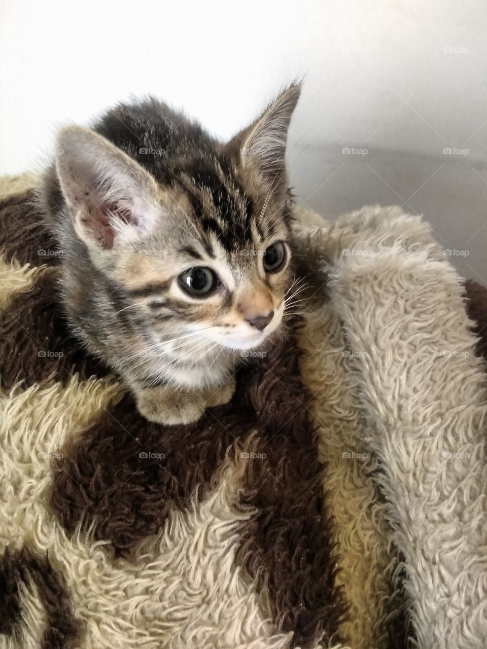 filhote de gato a tigresa