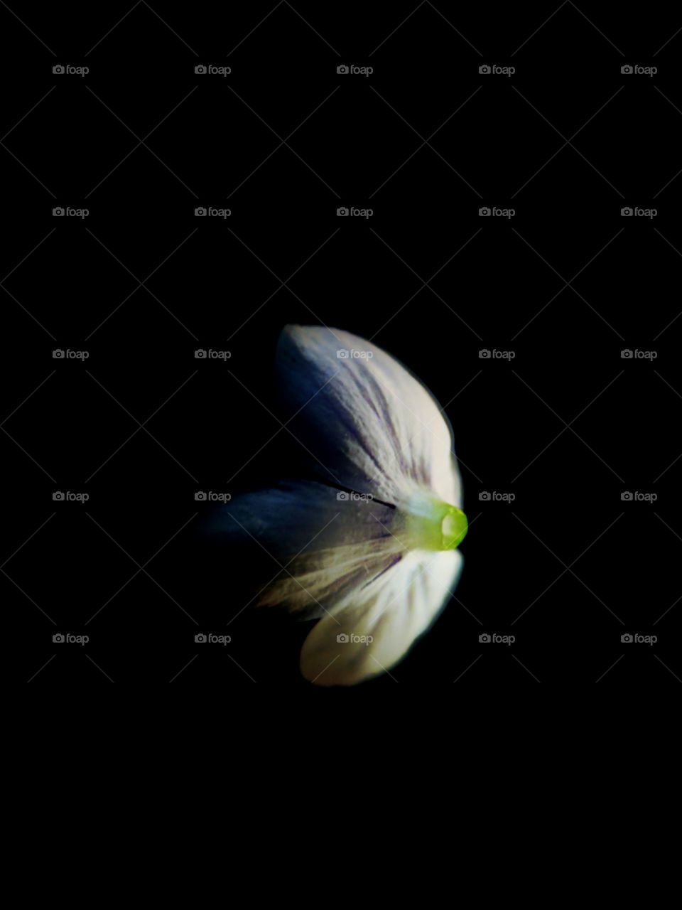 slightly lit flower petal on black background