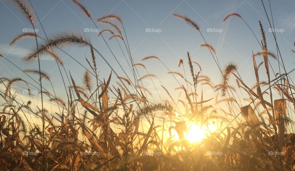 Sun shining through wheat crops in field