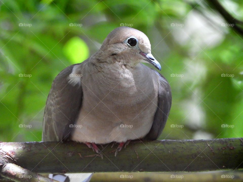 Closeup of a mourning dove perched on a branch