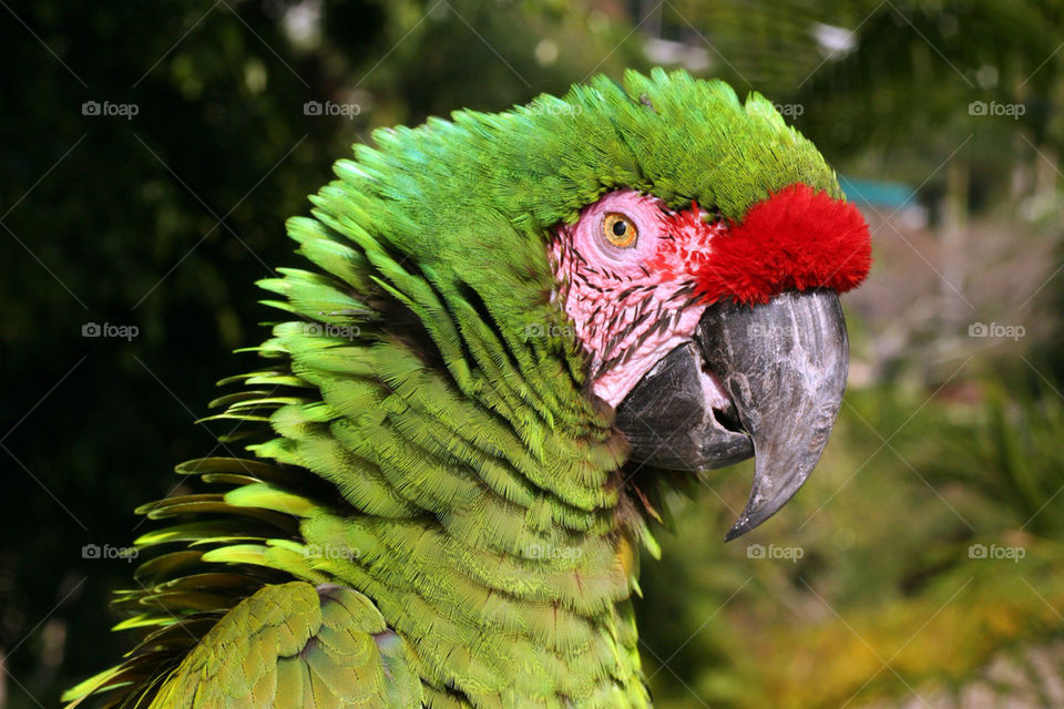 green red bird parrot by habitforming