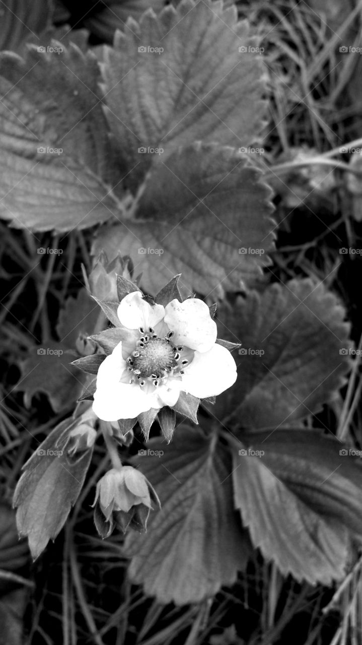 Strawberry. Blossom