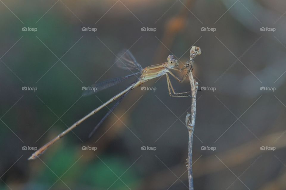 damselfly
lestes
capung jarum