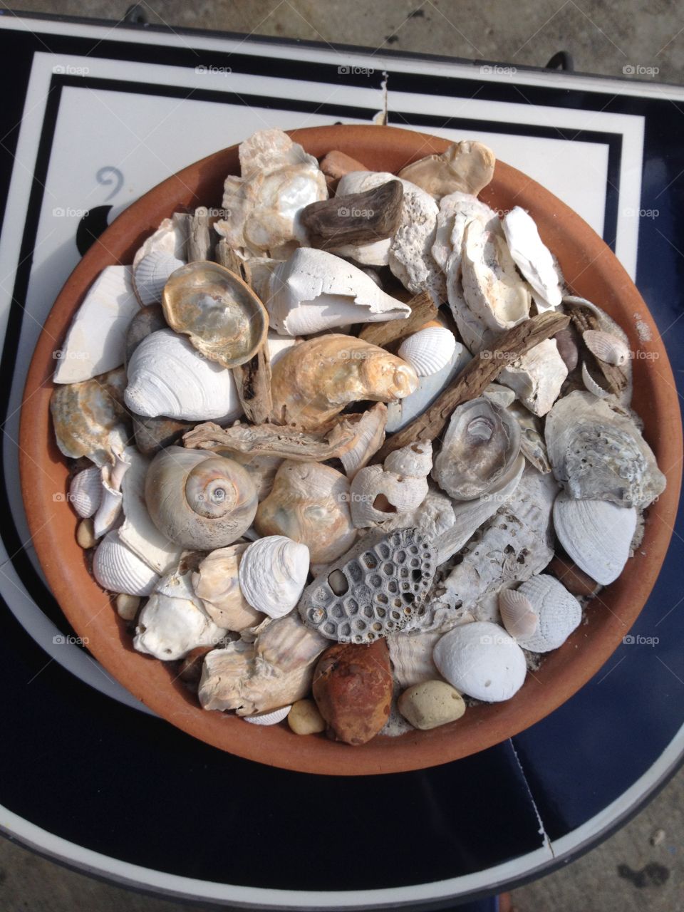 Shells of the Gulf Coast