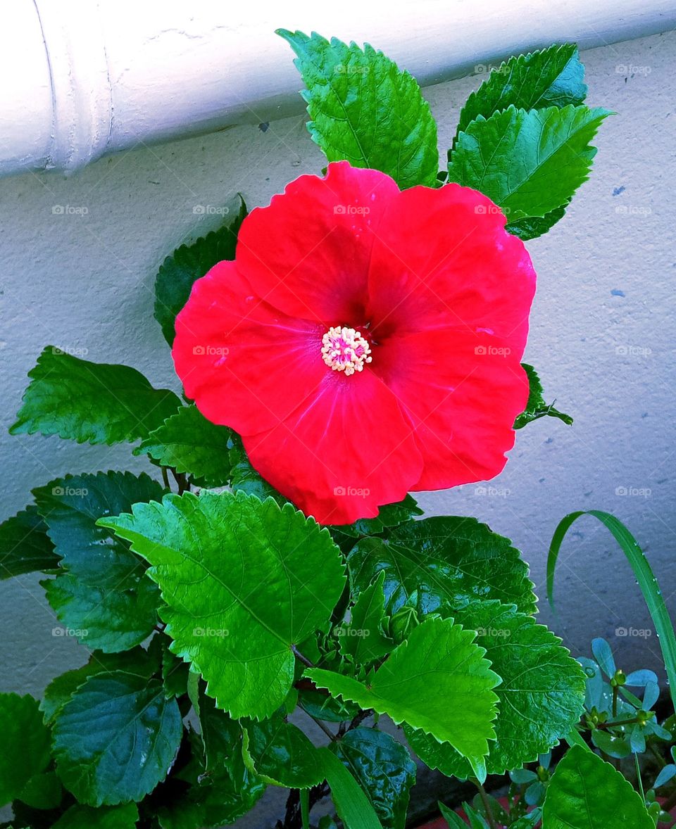 beautiful red 🔴 hibiscus🌺 flower 🌺🌻🌹🌷