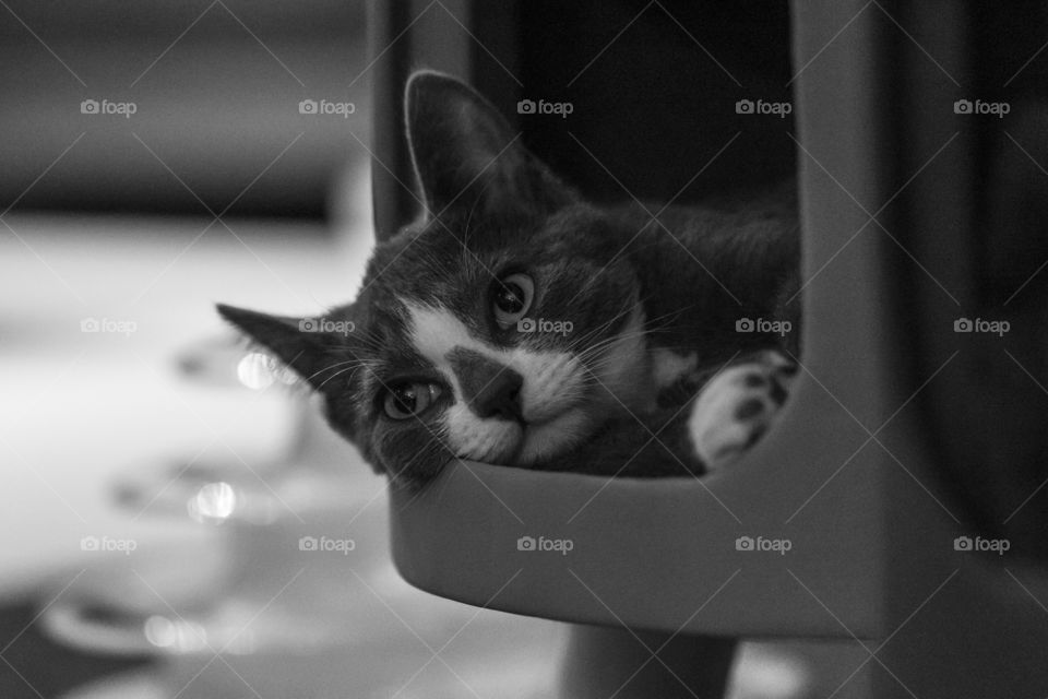 A black and white portrait of a young cat lying in its little cosy cathouse looking around before going to sleep.