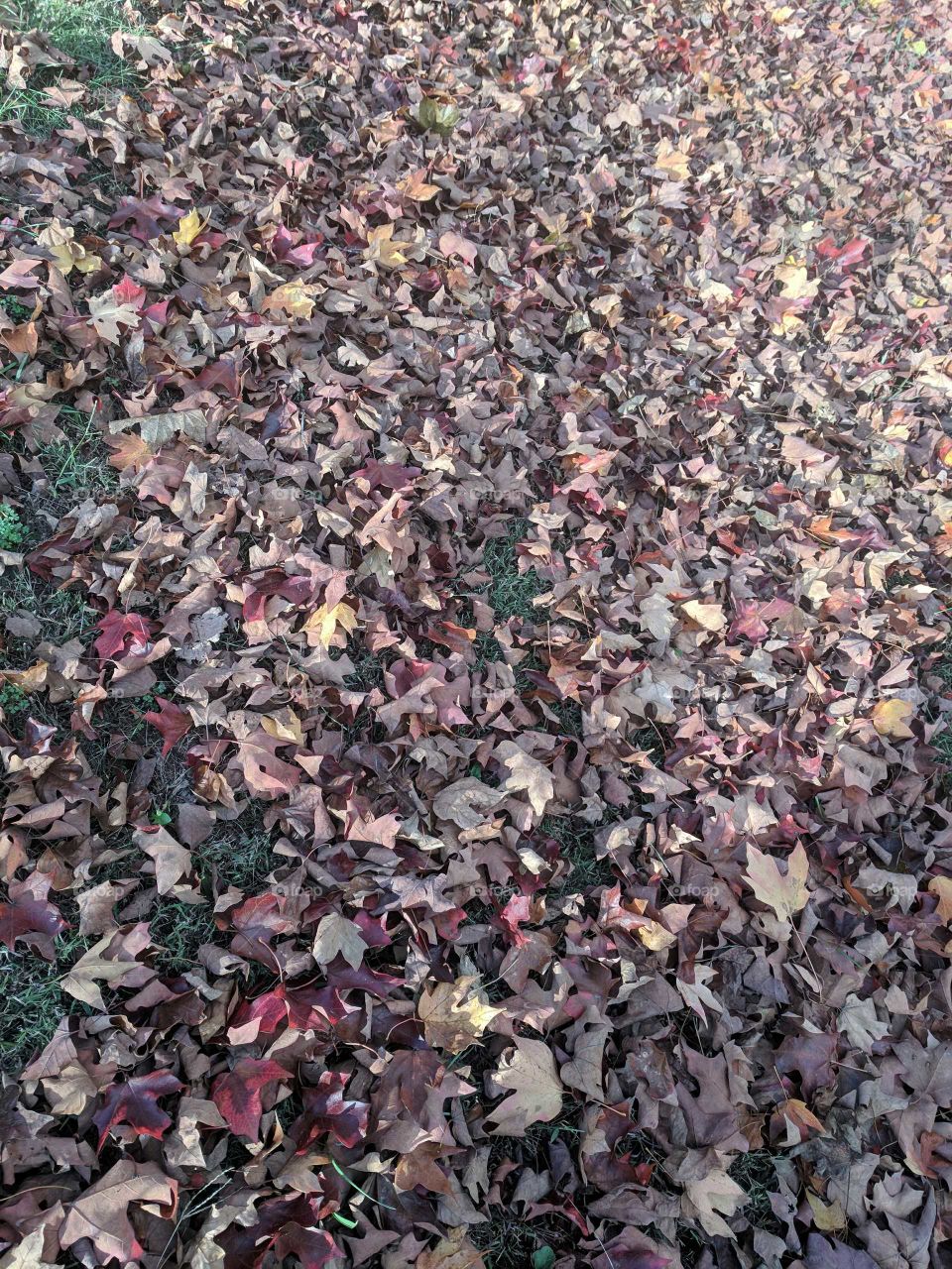 Fall Leaves