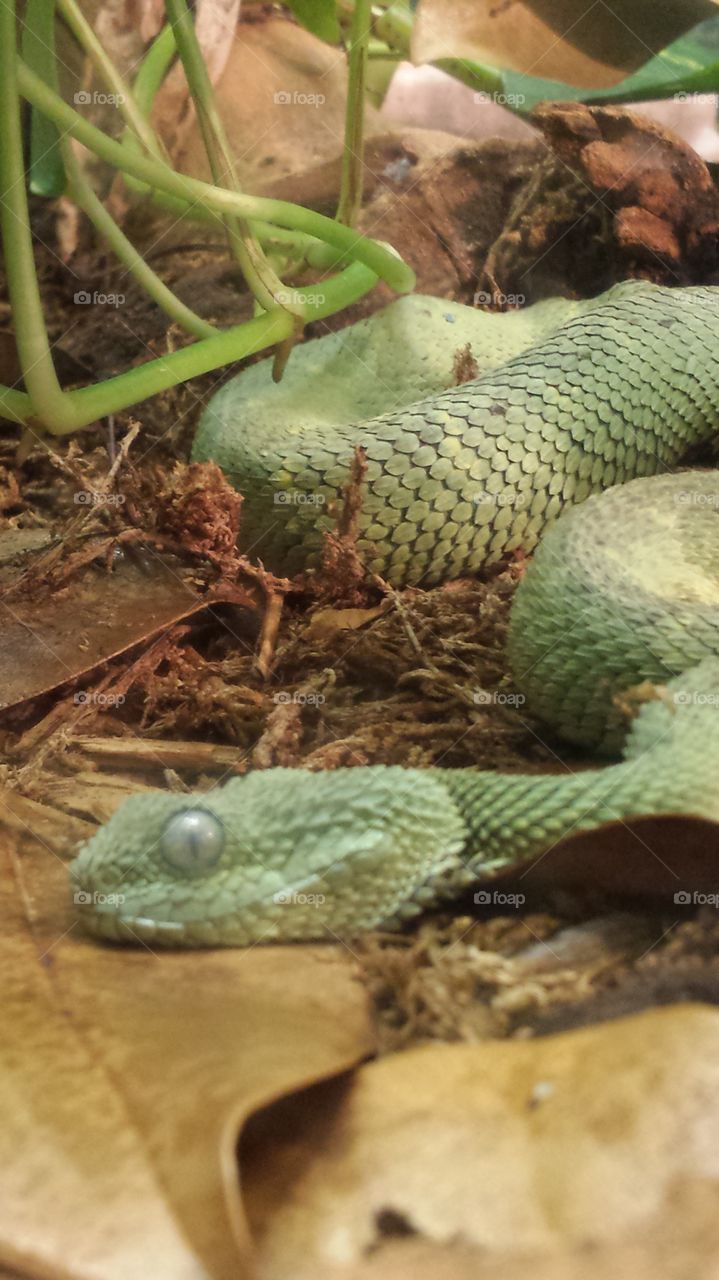 Snake close up