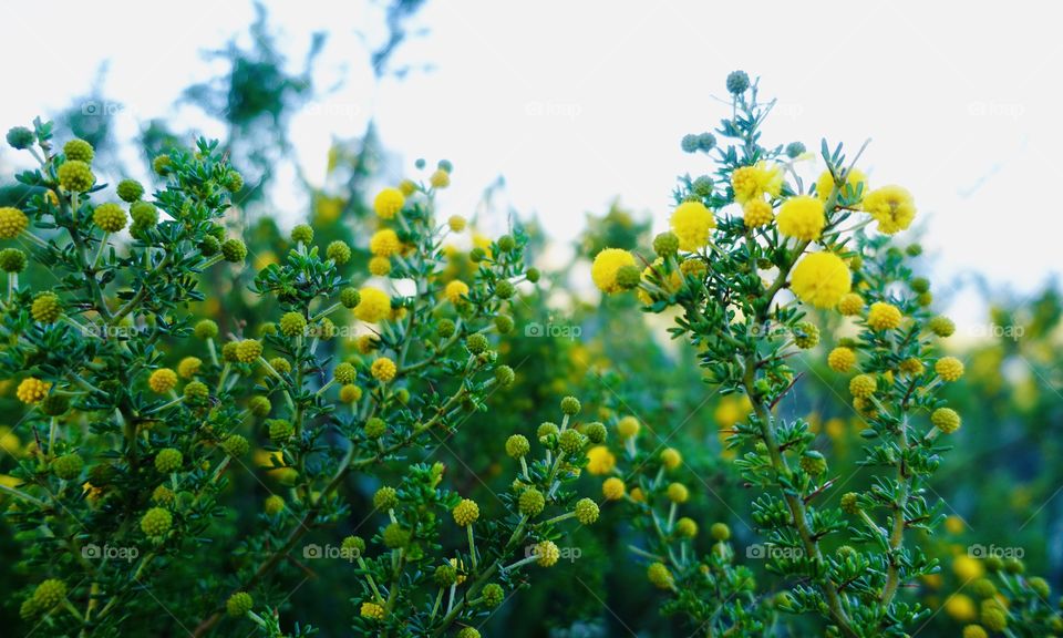 Western Australia yellow wildflower called flat wattle