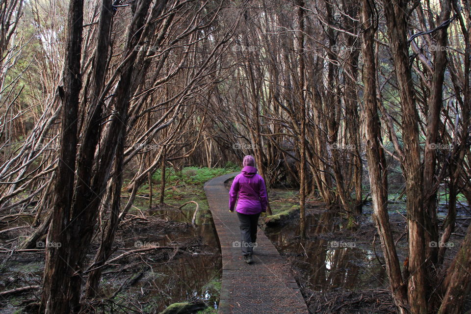 Quiet forest strol @ Tasmania Australia