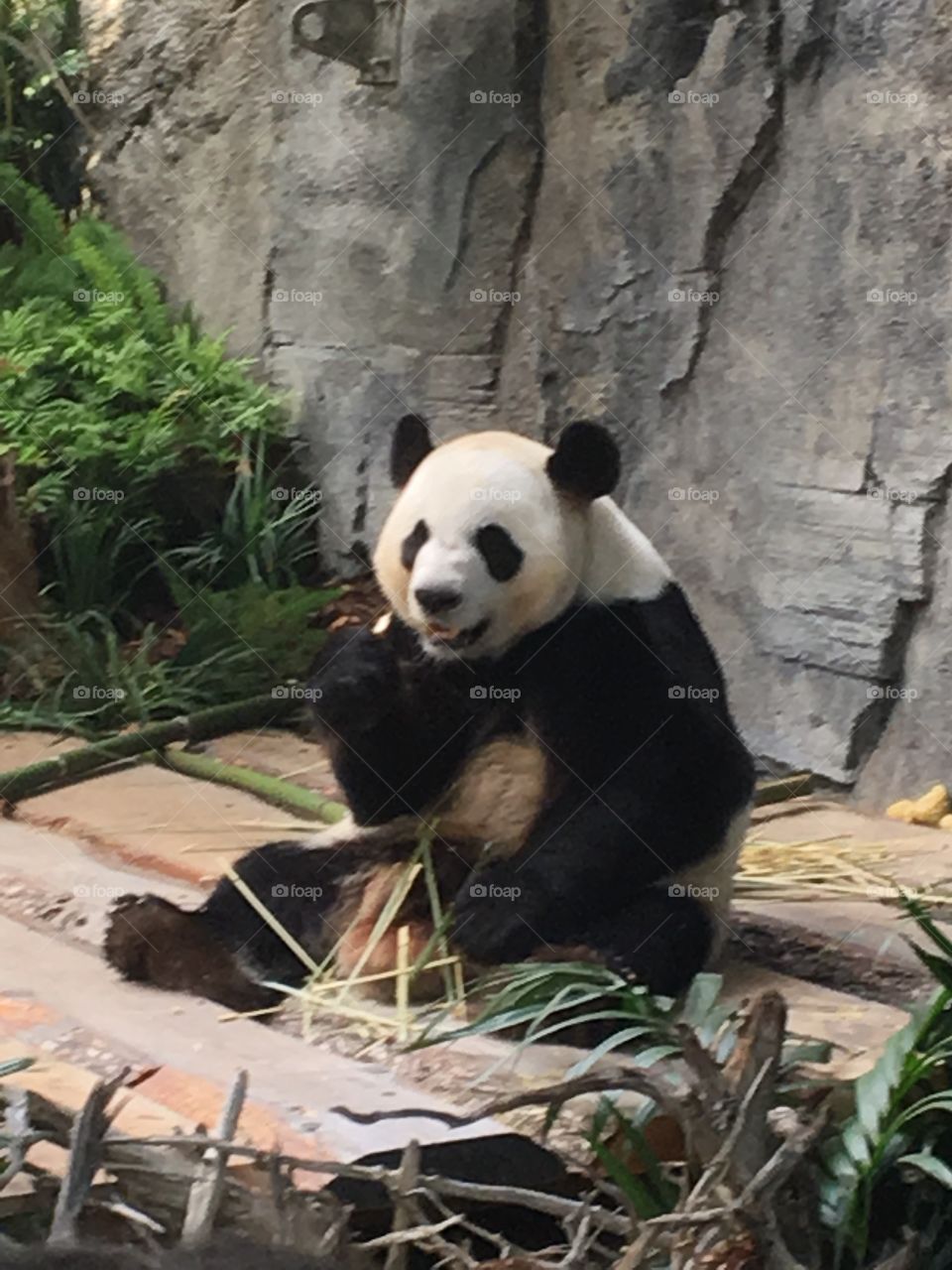 Panda eating bamboo at the zoo. 
