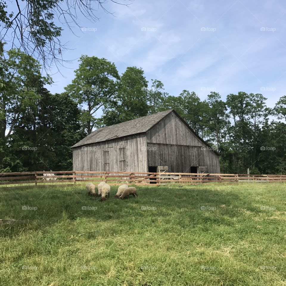 Barn 