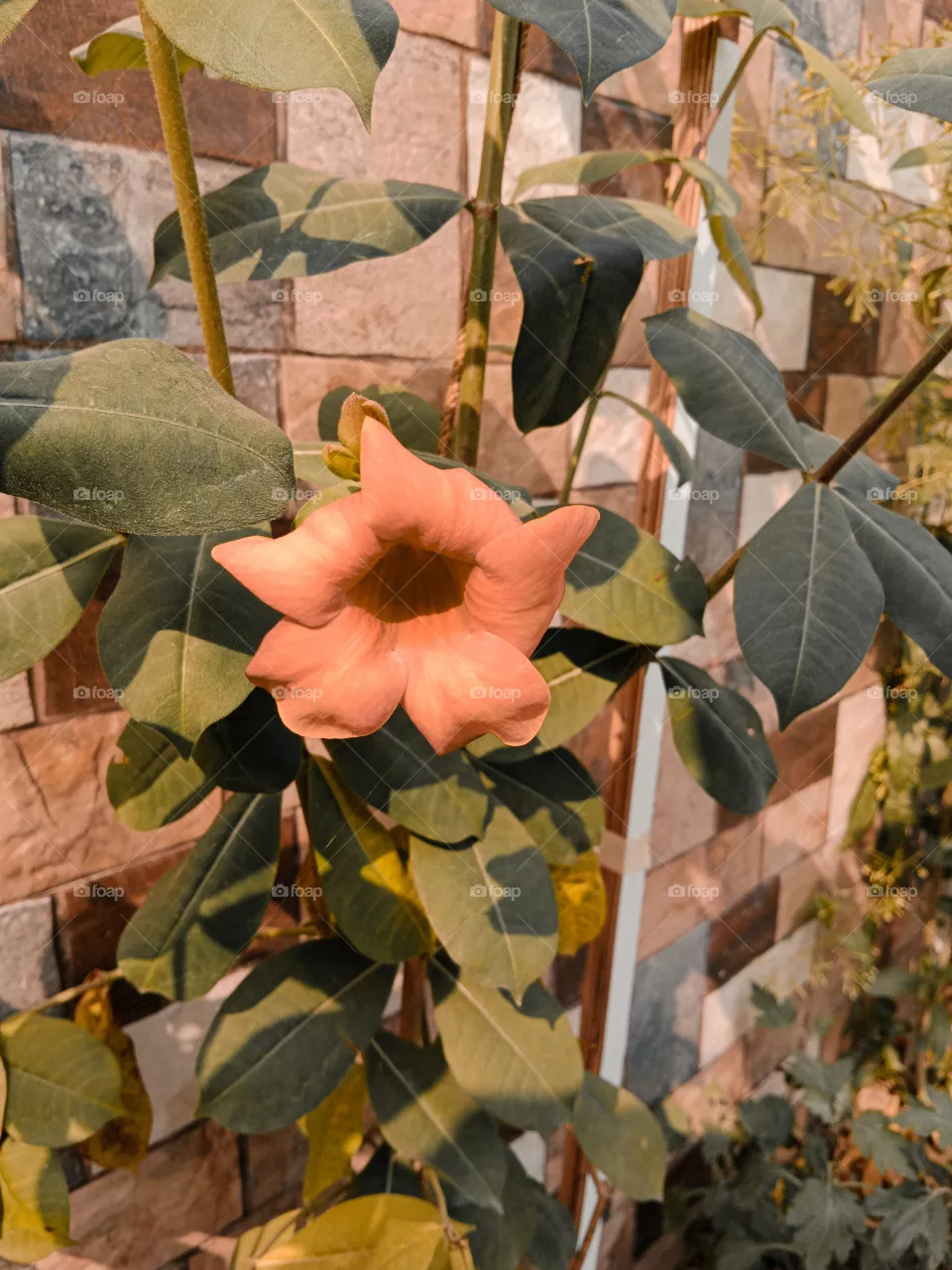 filik flower