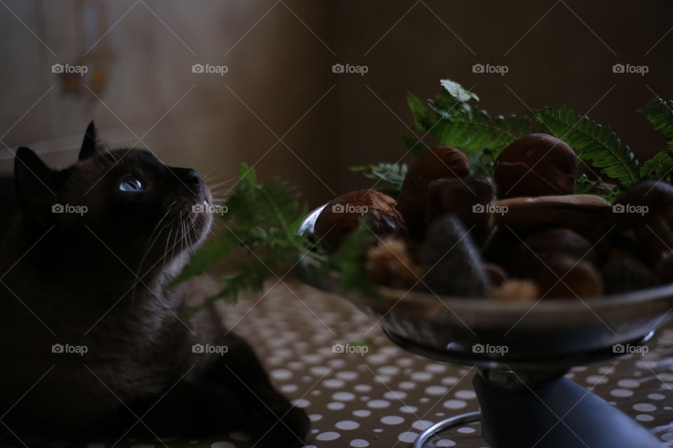 cat in the mushroom