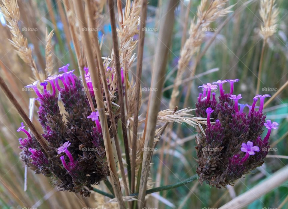 Purple blossoms 